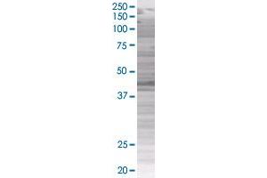 TNS1 transfected lysate. (TNS1 293T Cell Transient Overexpression Lysate(Denatured))