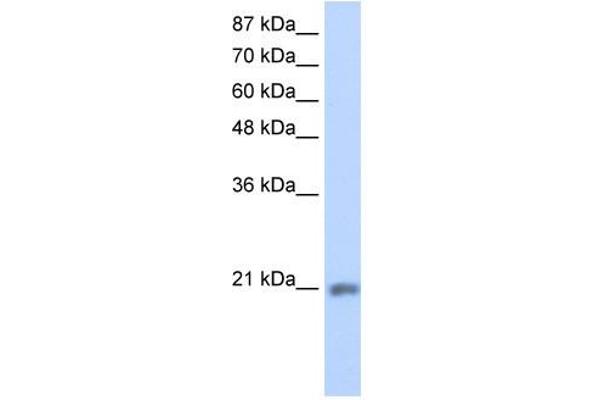 MIF4GD 抗体  (C-Term)