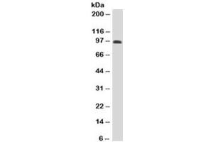 Western blot testing of human spleen lysate with CD43 antibody (clone DF-T1). (CD43 抗体)