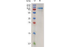 Human Q Protein, His Tag on SDS-PAGE under reducing condition. (QSOX1 Protein (AA 30-706) (His tag))