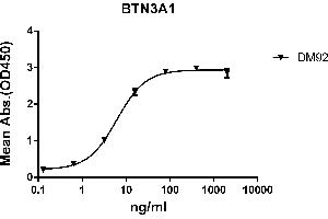 ELISA plate pre-coated by 2 μg/mL (100 μL/well) Human A1 protein, mFc-His tagged protein ABIN6961119, ABIN7042267 and ABIN7042268 can bind Rabbit anti-A1 monoclonal antibody (clone: DM92) in a linear range of 0. (BTN3A1 抗体  (AA 30-254))