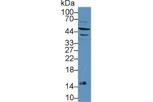 Detection of IFNa7 in Mouse Lymphocyte lysate using Polyclonal Antibody to Interferon Alpha 7 (IFNa7) (IFNA7 抗体  (AA 24-190))