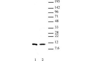 Histone H4 dimethyl Arg3 symmetric pAb tested by Western blot. (Histone H4 抗体  (2meArg3 (symetric)))