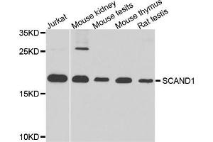 Western blot analysis of extracts of various cell lines, using SCAND1 antibody (ABIN5974825) at 1/1000 dilution. (SCAND1 抗体)