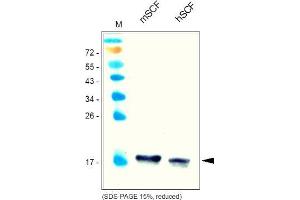 Western Analysis of anti-Mouse SCF Cat. (KIT Ligand 抗体  (AA 26-189))
