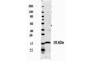 Image no. 1 for anti-Interleukin 1, beta (IL1B) (N-Term) antibody (ABIN1102518) (IL-1 beta 抗体  (N-Term))