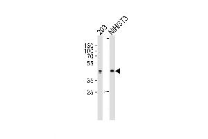 Lane 1: 293 Cell lysates, Lane 2: NIH/3T3 Cell lysates, probed with JUN (1306CT545. (C-JUN 抗体)