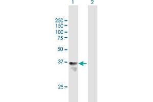 Western Blot analysis of HHEX expression in transfected 293T cell line by HHEX MaxPab polyclonal antibody. (HHEX 抗体  (AA 1-270))