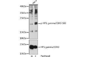 Western blot analysis of extracts of HeLa cells, using Phospho-HP1 gamma/CBX3-S83 pAb (ABIN7266358) at 1:1000 dilution or HP1 gamma/CBX3 antibody (ABIN1512681, ABIN3023226, ABIN3023227 and ABIN5664024). (CBX3 抗体  (pSer83))