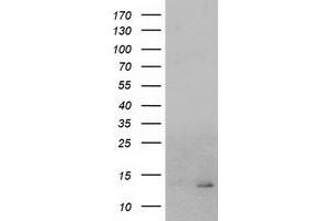 Image no. 2 for anti-Coiled-Coil-Helix-Coiled-Coil-Helix Domain Containing 5 (CHCHD5) antibody (ABIN1497491) (CHCHD5 抗体)