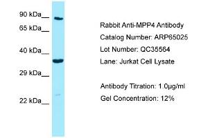 Western Blotting (WB) image for anti-Membrane Protein, Palmitoylated 4 (MAGUK P55 Subfamily Member 4) (MPP4) (C-Term) antibody (ABIN971167) (MPP4 抗体  (C-Term))