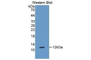 Western Blotting (WB) image for anti-HLA Class I Histocompatibility Antigen, alpha Chain G (HLAG) (AA 29-117) antibody (ABIN1175104) (HLAG 抗体  (AA 29-117))