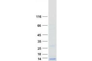 Validation with Western Blot (ATP5E Protein (Myc-DYKDDDDK Tag))