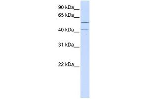 LRRC23 antibody used at 1 ug/ml to detect target protein. (LRRC23 抗体  (N-Term))