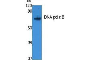 Western Blotting (WB) image for anti-Polymerase (DNA Directed), epsilon 2 (p59 Subunit) (POLE2) (Internal Region) antibody (ABIN3180972) (POLE2 抗体  (Internal Region))