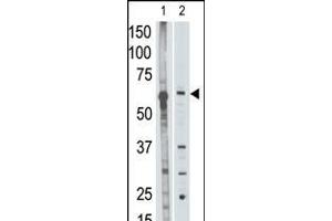 Antibody is used in Western blot to detect MMP25 in mouse liver tissue lysate (lane 1) and HL60 cell lysate (lane 2) lysate. (MMP25 抗体  (C-Term))