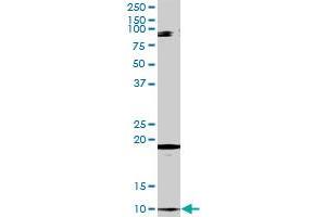 CLPS MaxPab rabbit polyclonal antibody. (CLPS 抗体  (AA 1-112))