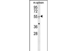 Western blot analysis in mouse spleen tissue lysates (35ug/lane). (PAX7 抗体  (C-Term))