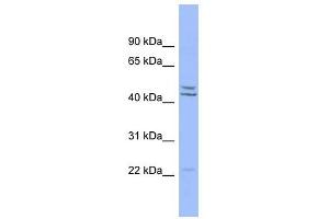 PON1 antibody used at 1 ug/ml to detect target protein. (PON1 抗体  (Middle Region))