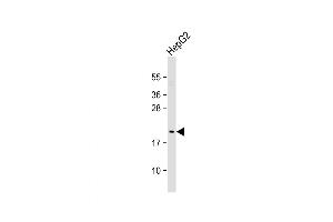 Western Blot at 1:1000 dilution + HepG2 whole cell lysate Lysates/proteins at 20 ug per lane. (NIP7 抗体  (C-Term))