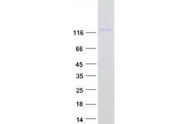 AQPEP Protein (Myc-DYKDDDDK Tag)