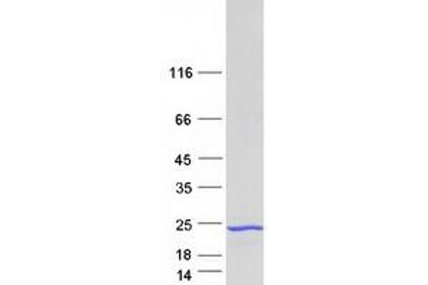 FAM107A Protein (Transcript Variant 2) (Myc-DYKDDDDK Tag)