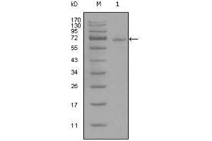 Western Blot showing STAT3 antibody used against full-length STAT3-His recombinant protein (1). (STAT3 抗体)