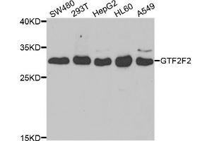 Western blot analysis of extracts of various cell lines, using GTF2F2 antibody (ABIN5973440) at 1/1000 dilution. (GTF2F2 抗体)