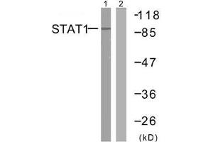 Western blot analysis of extracts from MCF7 cells using STAT1 (Ab-727) antibody (E021177). (STAT1 抗体)