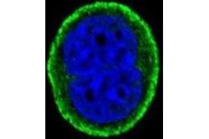 Immunofluorescence (IF) image for anti-Interleukin 10 Receptor, alpha (IL10RA) antibody (ABIN3003900) (IL-10RA 抗体)