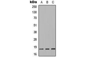 Western blot analysis of Alpha-synuclein expression in HEK293T (A), Raw264. (SNCA 抗体  (Center))