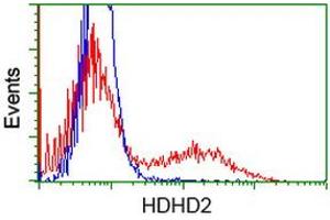 HEK293T cells transfected with either RC205967 overexpress plasmid (Red) or empty vector control plasmid (Blue) were immunostained by anti-HDHD2 antibody (ABIN2454527), and then analyzed by flow cytometry. (HDHD2 抗体)
