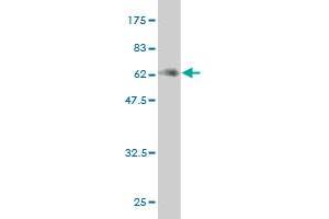 Western Blot detection against Immunogen (59. (MEOX2 抗体  (AA 1-303))