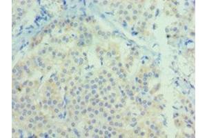 Immunohistochemistry of paraffin-embedded human adrenal gland tissue using ABIN7161467 at dilution of 1:100 (Neurotrophin 3 抗体  (AA 19-257))