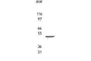 TROY/TAJ pAb tested by Western blot. (TNFRSF19 抗体  (AA 29-44))