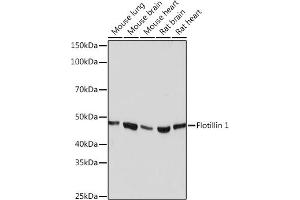 Western blot analysis of extracts of various cell lines, using Flotillin 1 Rabbit mAb (ABIN3017206, ABIN3017207, ABIN1680028 and ABIN1680029) at 1:1000 dilution. (Flotillin 1 抗体)