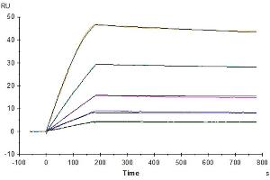 Surface Plasmon Resonance (SPR) image for Growth Differentiation Factor 15 (GDF15) (AA 197-308) protein (His tag) (ABIN7274723)