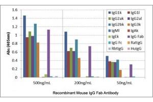 ELISA of mouse immunoglobulins shows the recombinant Mouse IgG Fab antibody reacts to the Fab region of mouse IgG1, IgG2a, IgG2b, and IgG3 (Recombinant 山羊 anti-小鼠 IgG Antibody)