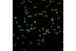 Immunofluorescence Analysis of Jurkat cells labeling CD3e with CD3e Mouse Monoclonal Antibody (UCHT1) followed by Goat anti-Mouse IgG-CF488 (Green). (CD3 epsilon 抗体)