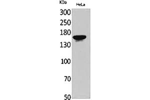 Western Blot analysis of HeLa cells using Jagged1 Polyclonal Antibody. (JAG1 抗体  (Internal Region))