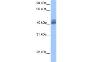 Western Blotting (WB) image for anti-Hypothetical LOC653135 (LOC653135) antibody (ABIN2463402) (LOC653135 抗体)