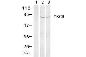 Western blot analysis of extract from HT-29 (Lane 1 and 2) and K562 cells (Lane 3) treated with Anisomycin (1mM, 30min), using PKCθ (Ab-695) antibody (E021185). (PKC theta 抗体)