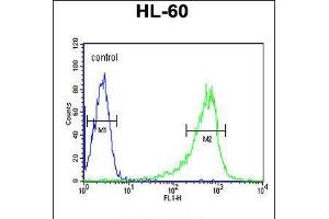 Flow cytometric analysis of HL-60 cells (right histogram) compared to a negative control cell (left histogram). (Phospholipase C beta 1 抗体  (C-Term))