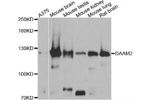 Western blot analysis of extracts of various cell lines, using DAAM2 antibody (ABIN4903447) at 1:1000 dilution. (DAAM2 抗体)