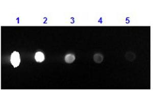 Dot Blot results of Rabbit F(ab')2 Anti-Mouse IgG Antibody Phycoerythrin Conjugated. (兔 anti-小鼠 IgG (Heavy & Light Chain) Antibody (PE) - Preadsorbed)