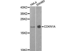 Western Blotting (WB) image for anti-Cyclin-Dependent Kinase Inhibitor 1A (p21, Cip1) (CDKN1A) (AA 1-164) antibody (ABIN1679159) (p21 抗体  (AA 1-164))