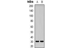 Western blot analysis of Adiponectin expression in Hela (A), HEK293T (B) whole cell lysates. (ADIPOQ 抗体)