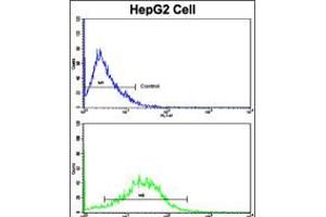 Flow cytometric analysis of HepG2 cells using CD49e Antibody (bottom histogram) compared to a negative control cell (top histogram). (ITGA5 抗体  (C-Term))