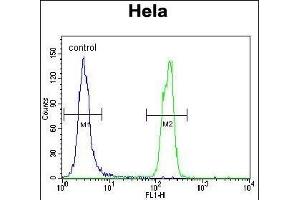 SUMO1 Antibody (N-term E67) (ABIN1882137 and ABIN2845494) flow cytometric analysis of Hela cells (right histogram) compared to a negative control cell (left histogram). (SUMO1 抗体  (N-Term))