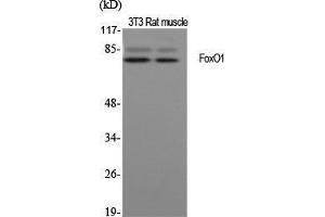 Western Blot (WB) analysis of specific cells using FoxO1 Polyclonal Antibody. (FOXO1 抗体  (Ser38))